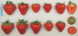 Variété de fraise : FE 1711